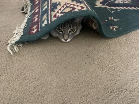 Chris Dart's cat hiding under rug