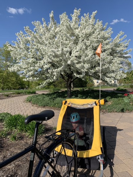 A bike trailer in front of a tree blooming with flowers