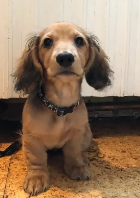 Daphne the doxie