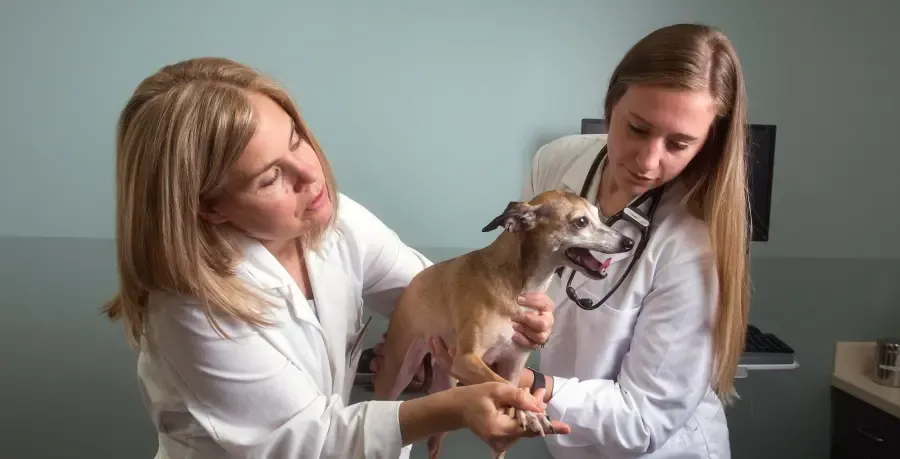 University of Minnesota School of Veterinary Medicine veterinarians and dog